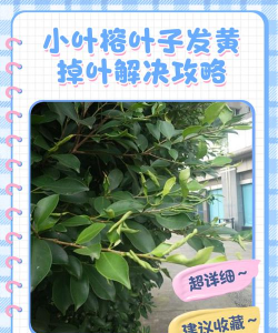 小叶榕叶子枯怎么办