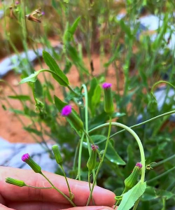 绿化景观设计，提升环境品质，创造宜人空间