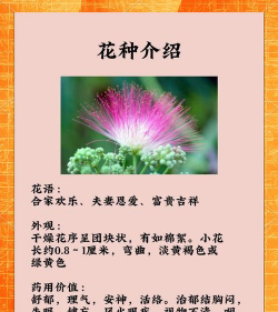 玫瑰花怎么养才不会枯萎，掌握浇水施肥技巧，轻松延长花期