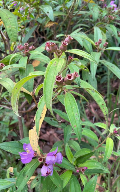 栀子花怎么养，掌握浇水技巧，避免黄叶掉苞