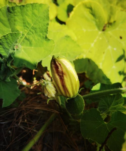 冬瓜为什么开的都是公花