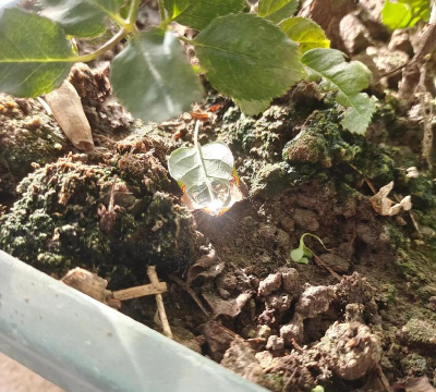 家庭养花用生根粉