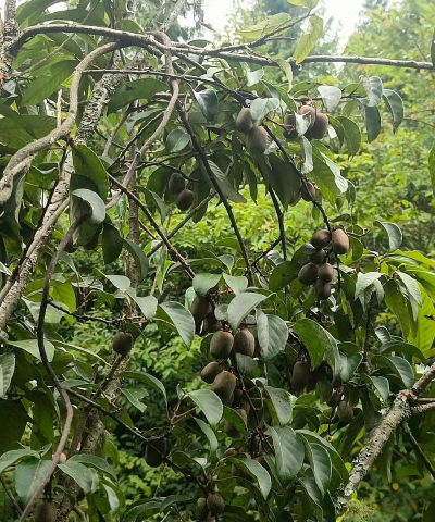 野生弥猴桃猴桃长什么样