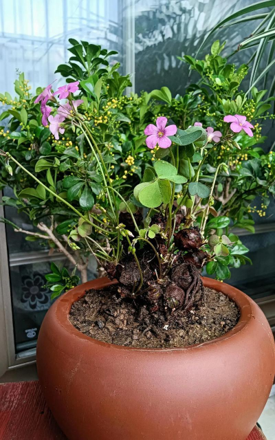 家庭养花用生根粉