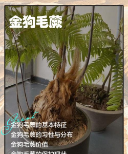 金毛狗蕨叶子为什么枯萎
