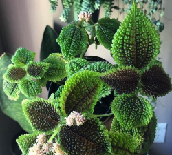 皱叶冷水花冬天怎么养