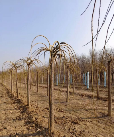 龙爪槐小苗的培育技术