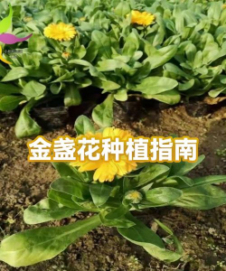 金盏花什么时候播种