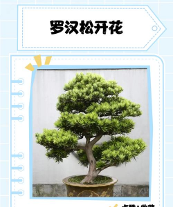罗汉松盆景开花怎么处理