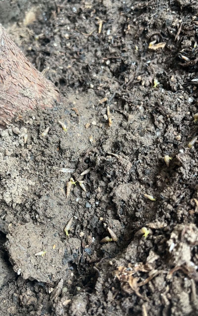 家庭养花用生根粉