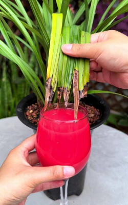 家庭养花用生根粉