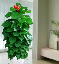 大叶绿萝什么样了