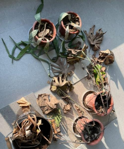 家庭养花用生根粉