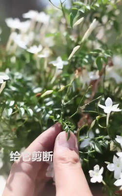 家庭养花用生根粉