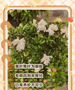 栀子花黑叶怎么挽救