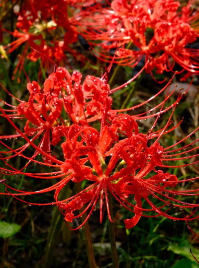 彼岸花相对的花是什么