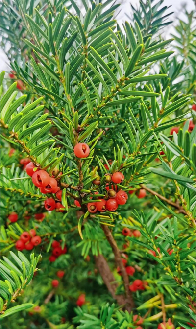 真正的红豆杉树什么样子