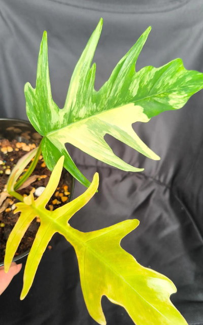 全锦怎么养 全锦怎么养