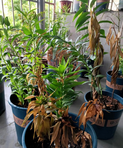 家庭养花用生根粉