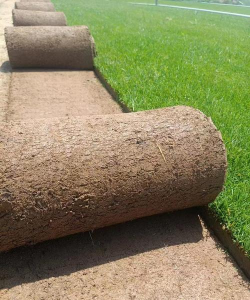 冷季型草地早熟禾草坪常用混播方法