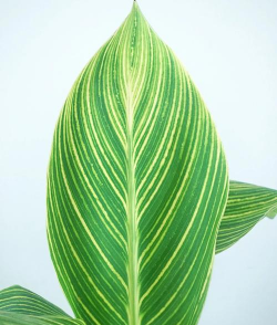 美人蕉的叶子是什么叶