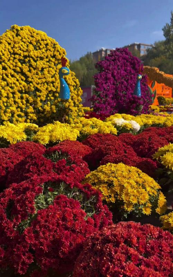 家庭养花用生根粉