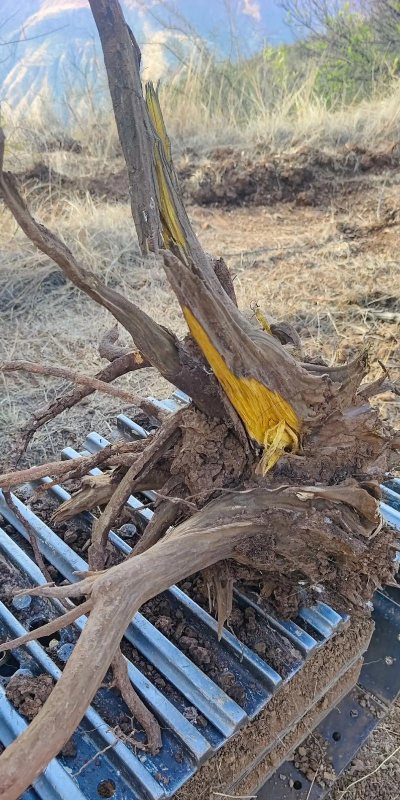 黄心的木头都是什么树