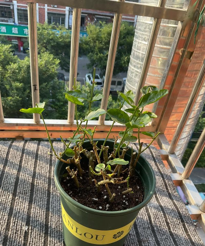 家庭养花用生根粉