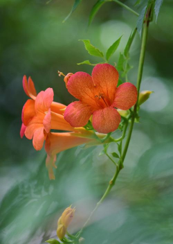 玫瑰花怎么养才不会枯萎，掌握浇水施肥技巧，轻松延长花期