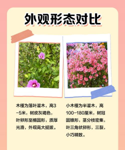 小木槿跟木槿有什么区别