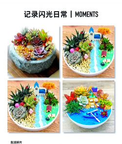 多肉球造型怎么弄