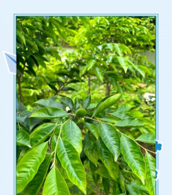 沉香树的叶子长什么样子