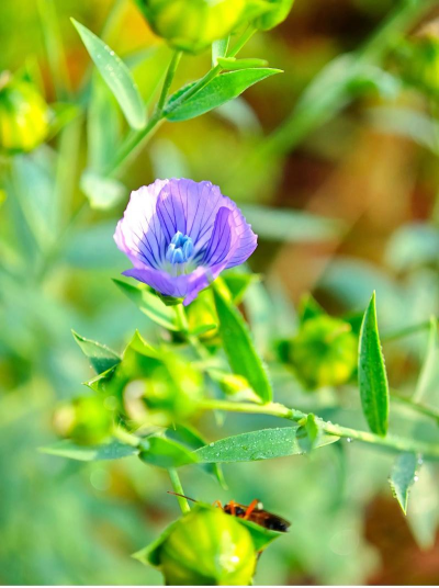 亚麻是什么时间开的花
