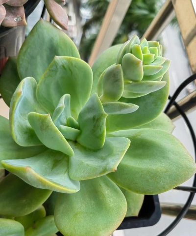 白凤叶子薄是什么原因