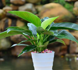 大叶红钻的怎么移植