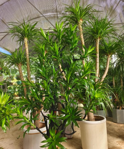 什么木卉大面积栽培好看