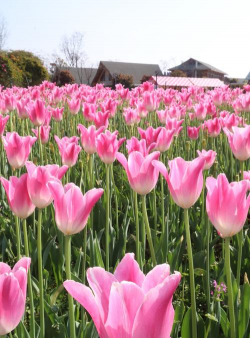 郁金香原产于什么地方