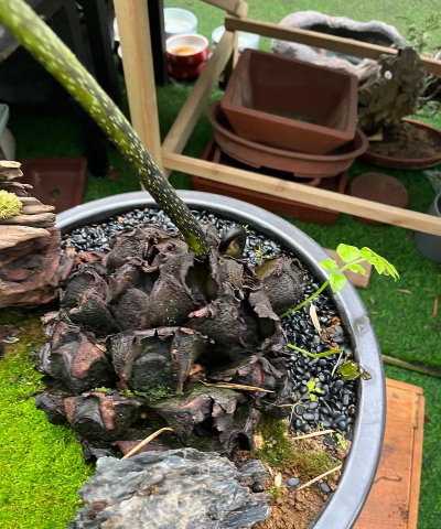 家庭养花用生根粉