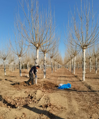 提高法桐苗圃施肥效率的方法