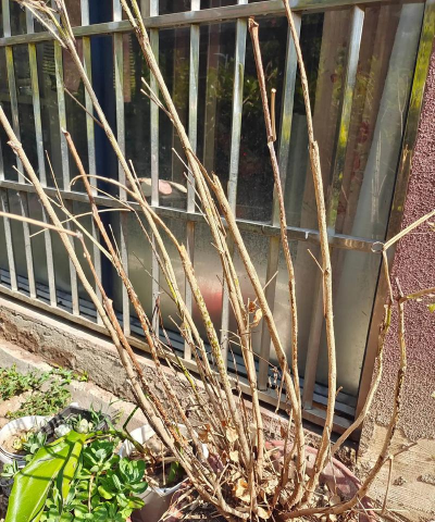 地柏枯死了怎么回事