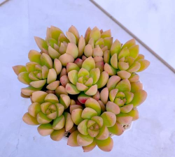 多肉植物小黄丽怎么养