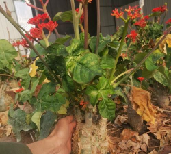 家庭养花用生根粉