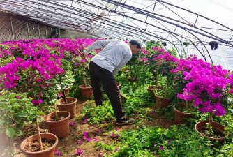 家庭养花用生根粉