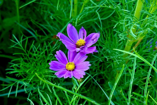 秋英花为什么叫秋英