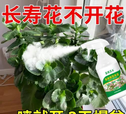 家庭养花用生根粉