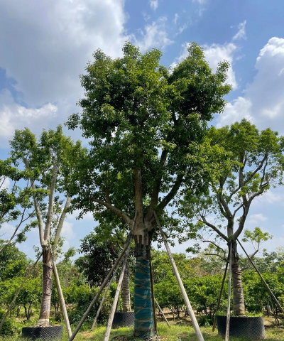 跟铁冬青很像的树叫什么