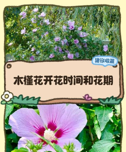 槿花是什么时候开始的