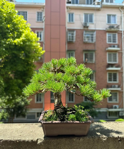 五针松什么时候造型