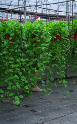 家庭养花用生根粉