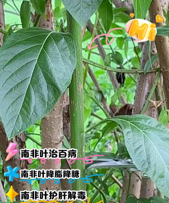 非洲槿叶片有班用什么药